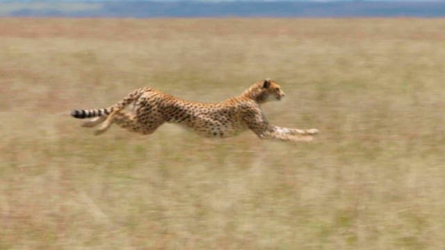 Cheetah sprinting across the savannah