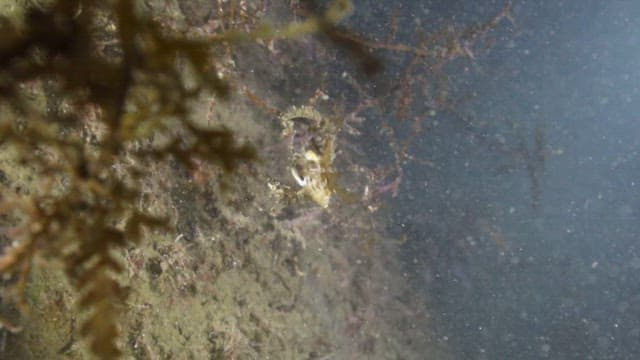 Underwater view of marine life and algae