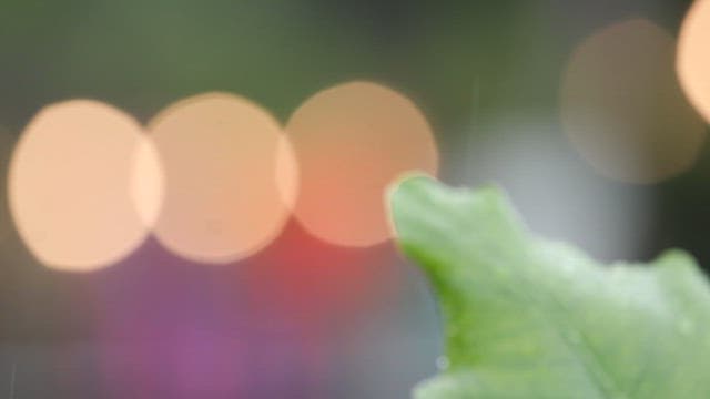 Wet green leaves on a rainy day