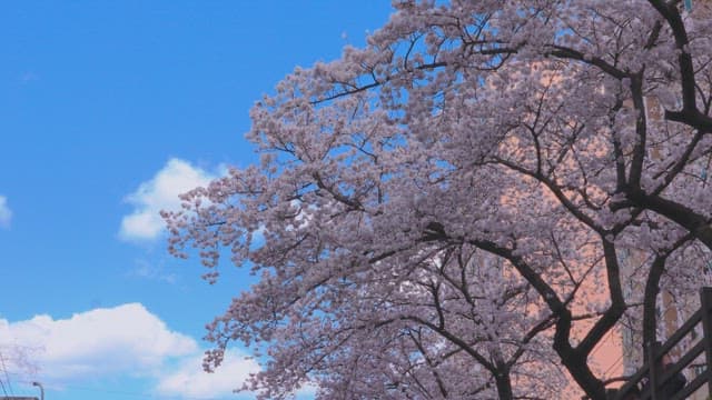Cherry Blossoms in Full Bloom