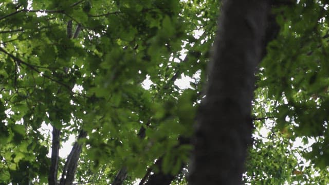 Leaves and Bark in Green Natural Setting