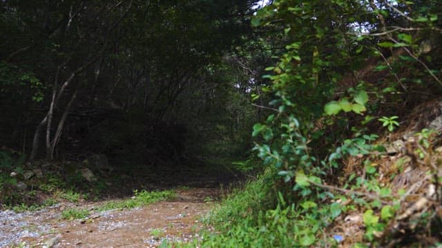 Secluded Trail Through Forest Full of Trees