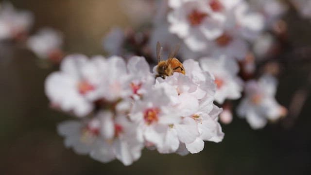 Bee pollinating cherry blossoms