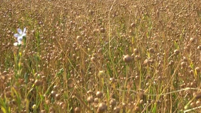 Vast Field of Mature Flax Plants