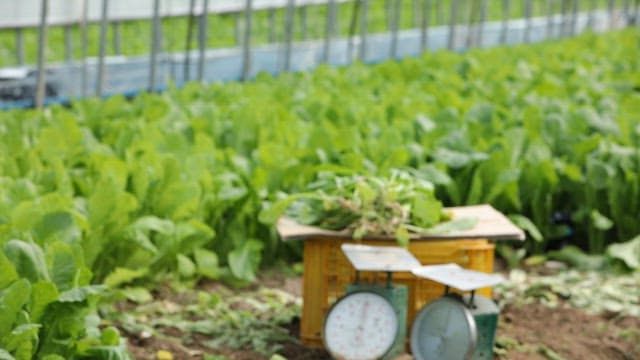 Fresh greens of young radish and a scale in a greenhouse