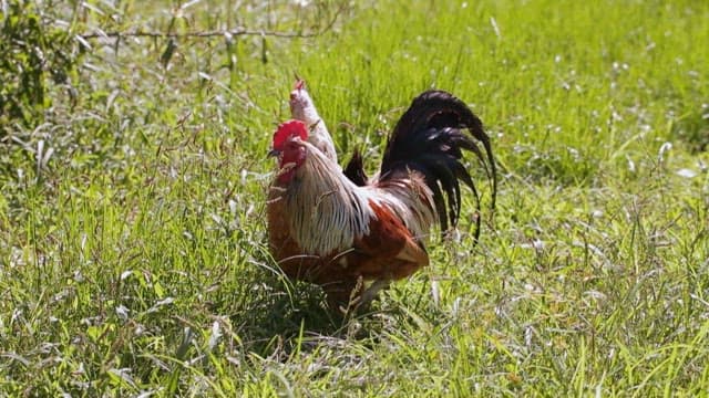 Korean native chicken standing in green grass on a sunny day