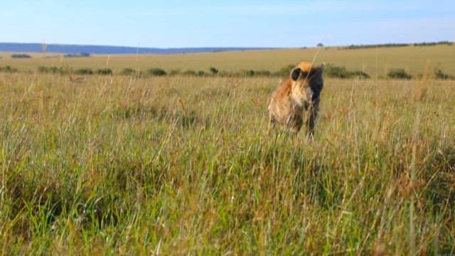 Hyena roaming in the grassland