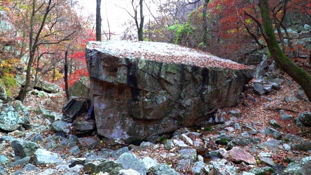 Large rock covered in leaves in an autumn forest