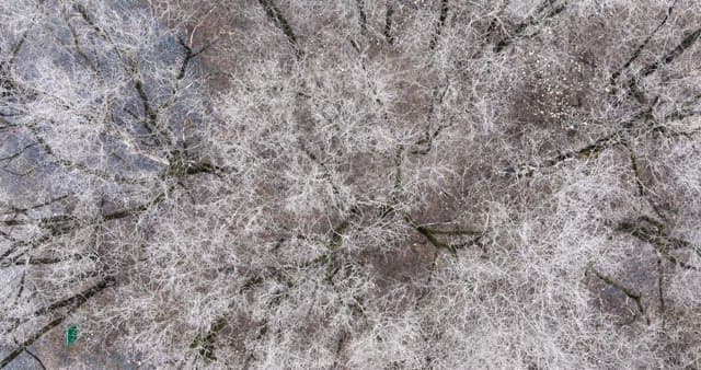 Dry winter forest lined with frosty trees
