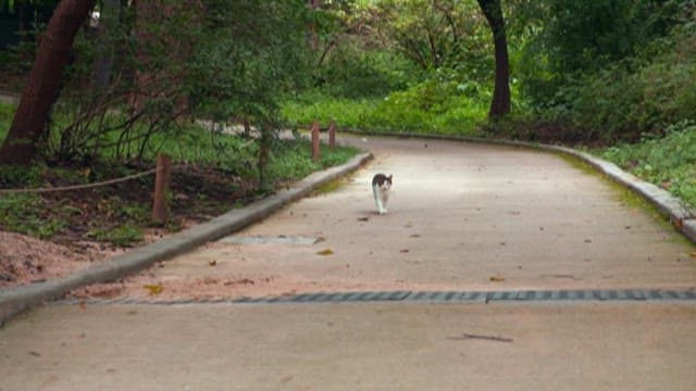 Cat walking on a park pathway