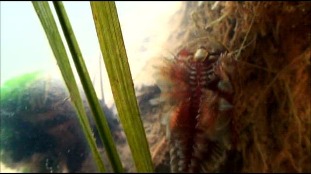 Tadpole shrimp on the riverbed in its natural habitat