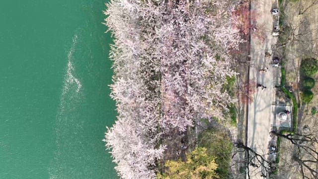 Cherry Blossoms Next to a Lake on a Sunny Spring Day