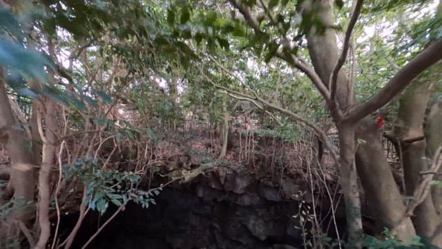 Exploring a Mysterious Forest Cave