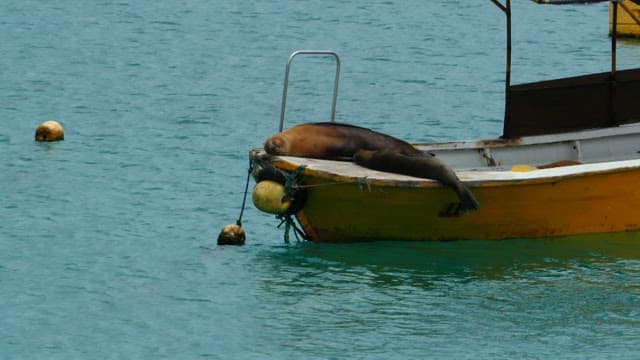 Seal Resting on a Small Boat in the Ocean