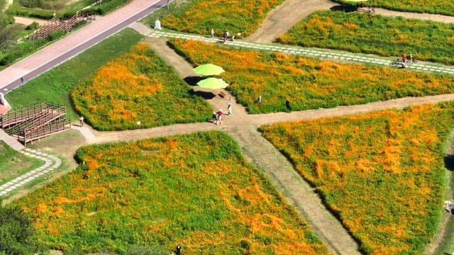 Vibrant flower field with walking paths