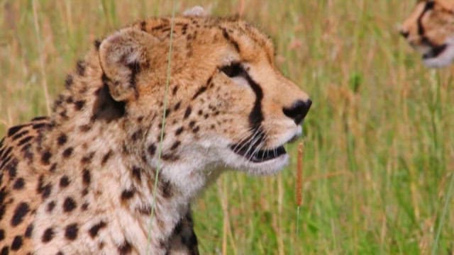 Cheetah in natural habitat with focused gaze