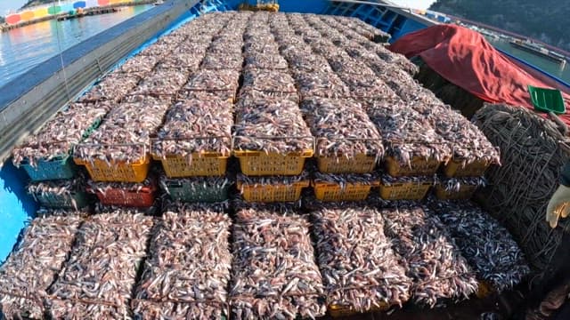 Baskets of Fish Lined up in a Boat
