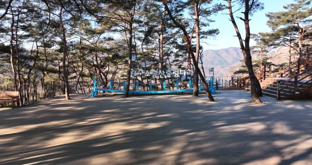 Scenic Wooden Deck Among Pine Trees
