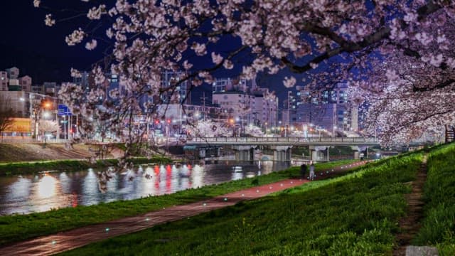 Cherry blossoms along a riverside path at night
