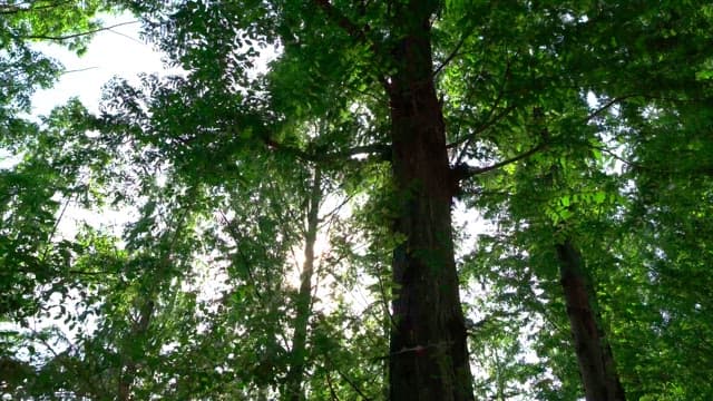 Forest with sunlight beaming through trees during a serene daytime