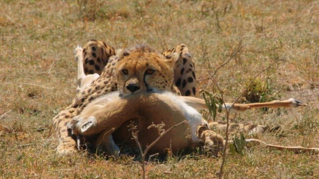 Cheetah with Its Prey in the Savannah