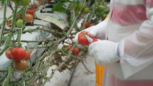 Harvesting Ripe Tomatoes in a Greenhouse