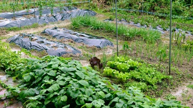 Plastic-covered garden with green vegetables growing on a rainy day