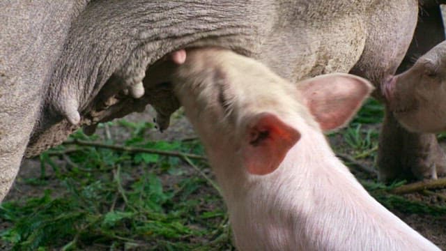 Piglets drinking their mother's milk