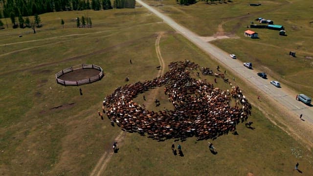 Herdsmen Corralling Sheep