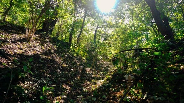 Dense forest covered in lush green foliage on a bright day