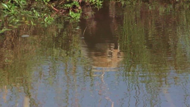 Cheetah and Cub Drinking by the Water
