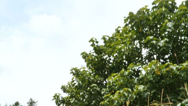 Farmer harvesting corn in a lush green field on a sunny day