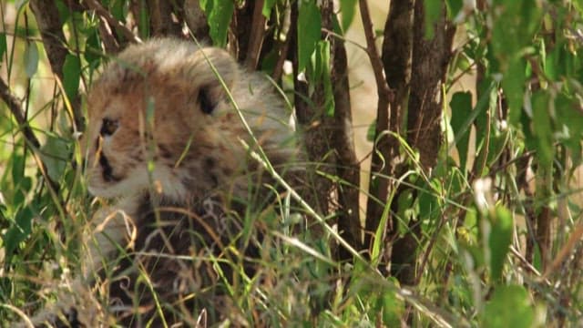 Cheetah Cub Resting in the Grass