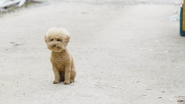 Small poodle dog sitting on a concrete floor and looking around