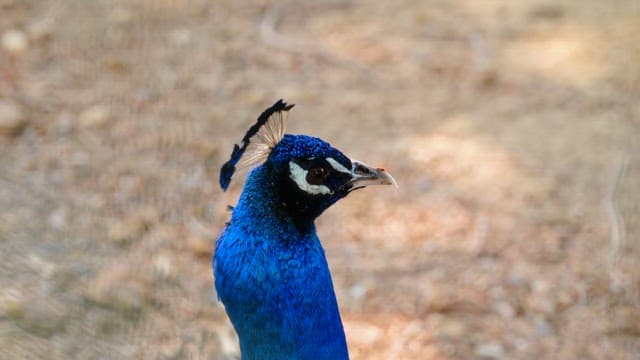 Face of a blue peacock looking around