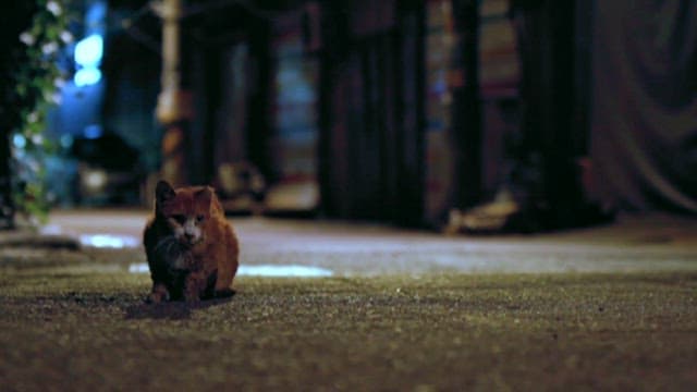 Stray cat sitting alone on an urban street at night