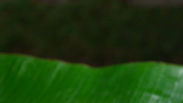 Bowl of fresh clams on a green leaf