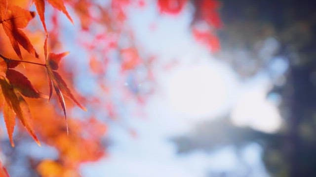 Autumn leaves with sunlight filtering through