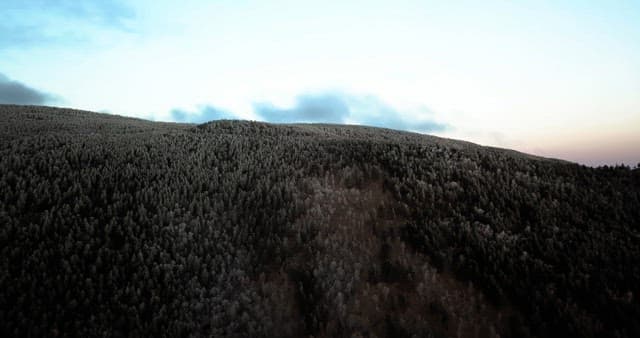 Serene forest landscape at sunset