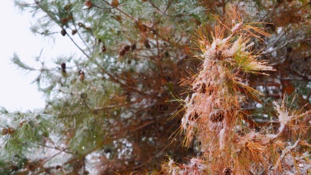 Snow-covered pine trees in a forest