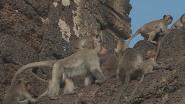 Monkeys Playing on Ancient Stone Ruins