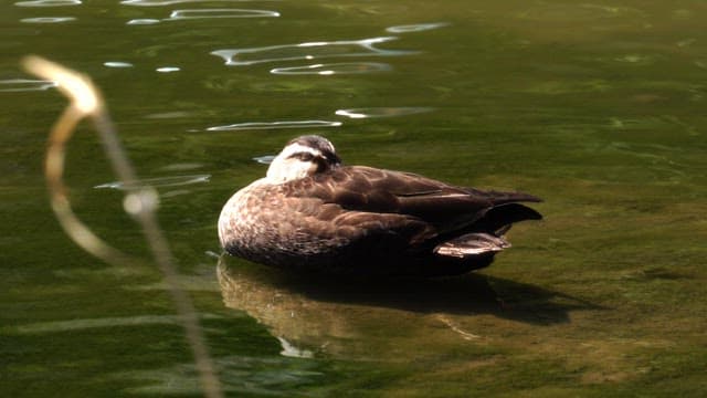 Duck resting and floating on calm water in sunny daylight