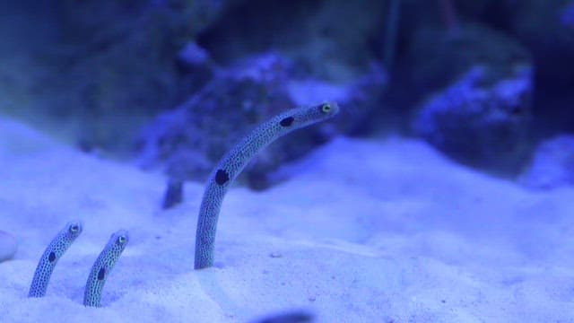 Spotted Garden Eels in a Sandy Aquarium Habitat