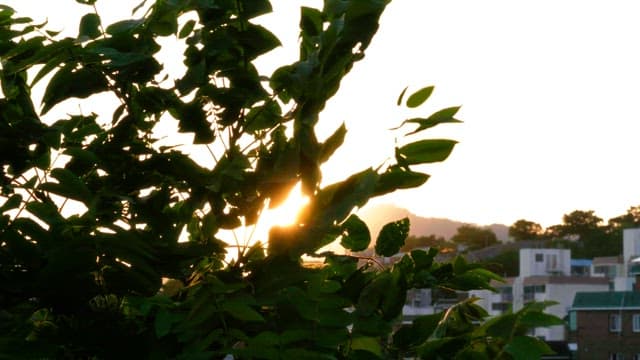 Sunset over the town with swaying foliage in the foreground