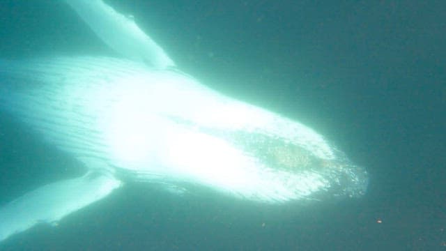 Majestic Humpback Whale Swimming Underwater