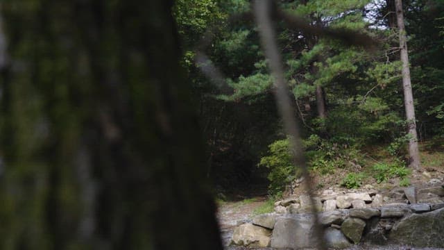 Serene Forest Pathway with Sunlight and Trees