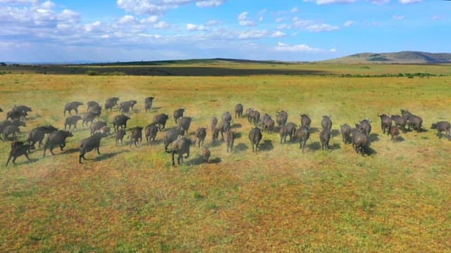 Herd of Buffalo Roaming the Savannah