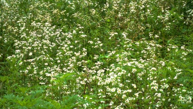 Wild daisies blooming in a lush green field