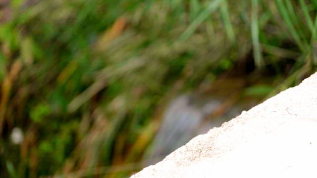 Green plants and flowing water