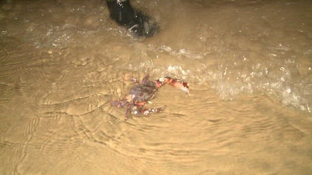Crab Washed Ashore on Sandy Beach